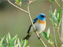 Lazuli Bunting